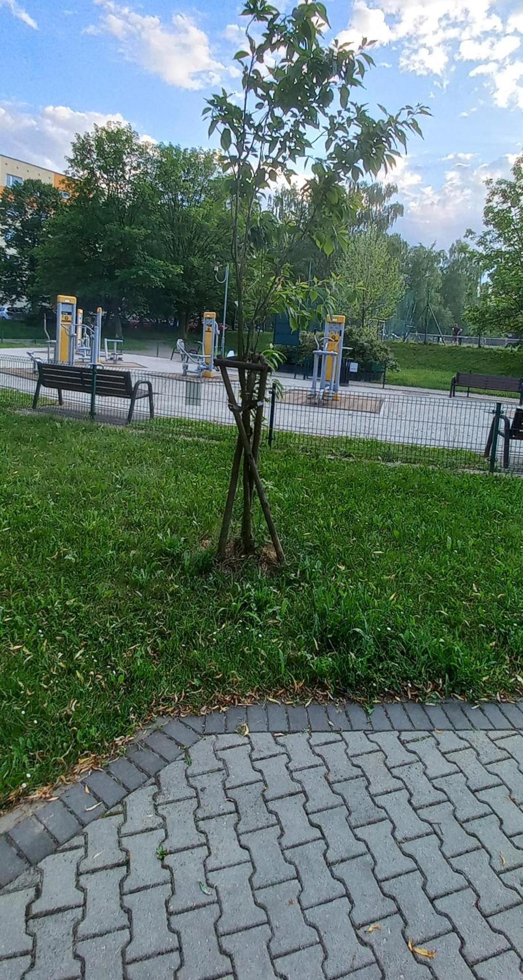 Juki, Obok Katowice Wynajem Na Doby, Krotkoterminowy, 2 Balkon, 50m2,- Po Kapitalnym Remoncie 2-ga Sypialnia Jest Czescia Salonu Blisko Centrum Leczenia Oparzen 2,5 Km